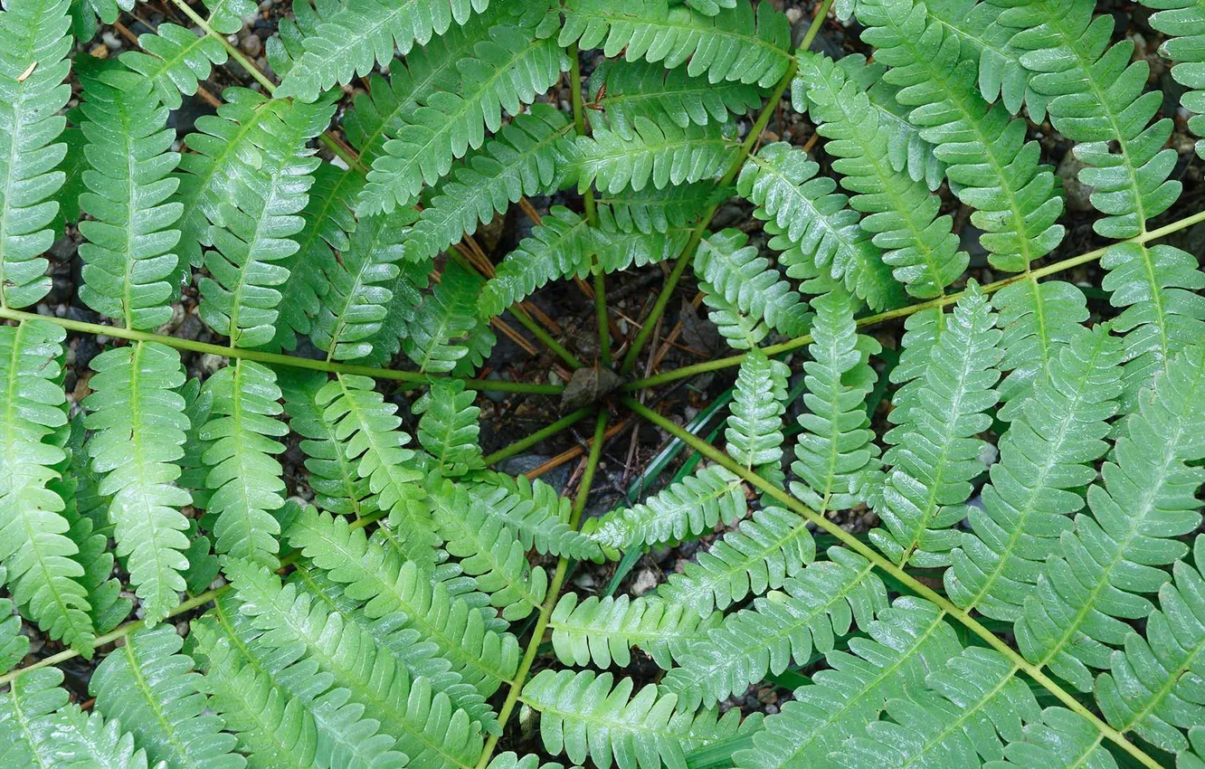 Photo wallpaper leaves, plant, Canada, fern
