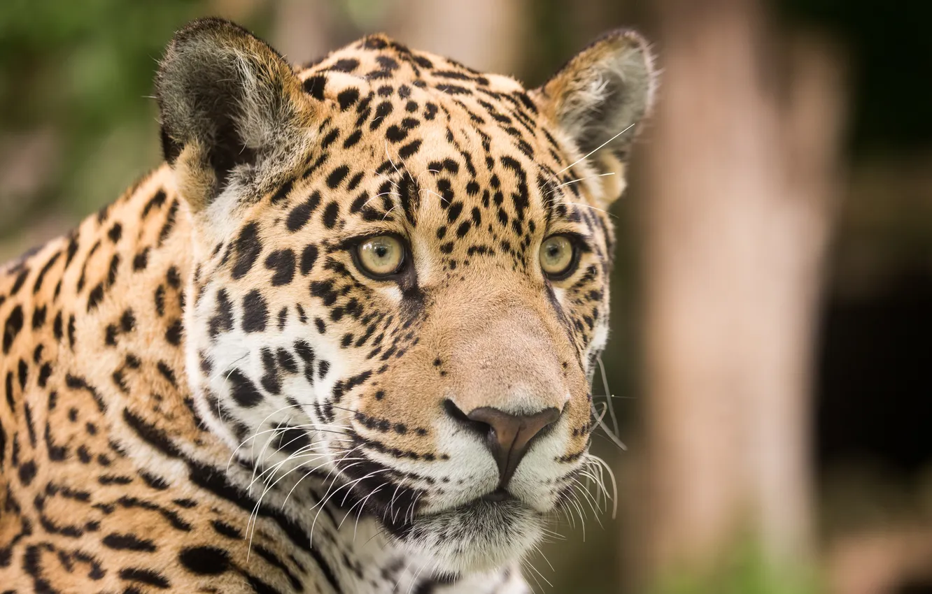 Photo wallpaper cat, look, face, Jaguar