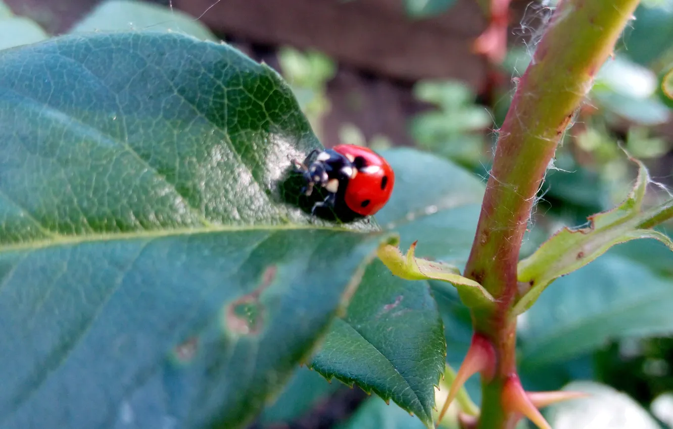 Photo wallpaper nature, beetle, Ladybug