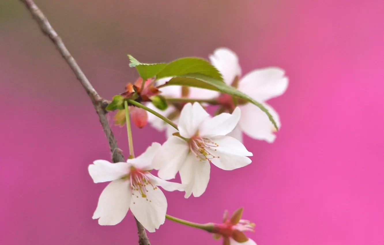 Photo wallpaper trees, branches, spring, petals, garden