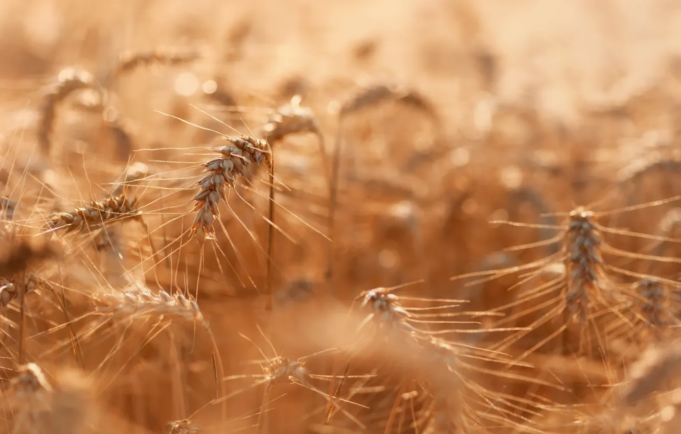 Photo wallpaper summer, nature, ears