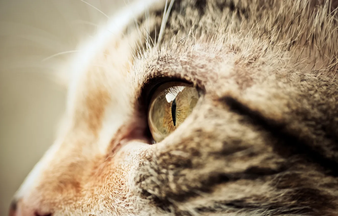 Photo wallpaper cat, cat, face, macro, muzzle, profile
