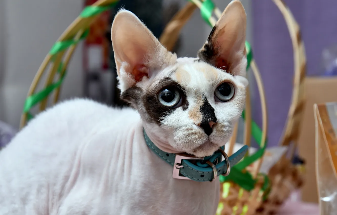 Photo wallpaper cat, look, pose, portrait, kitty, face, basket, Sphinx