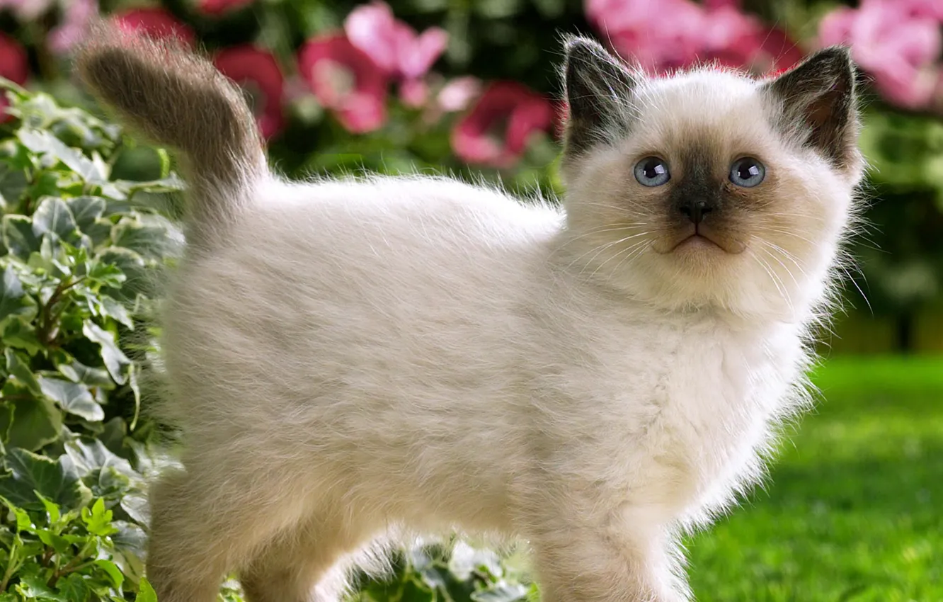 Photo wallpaper cat, flowers, kitty, walks