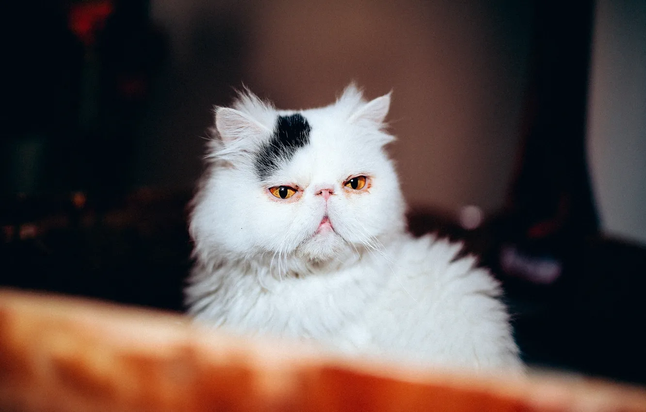 Photo wallpaper cat, cat, face