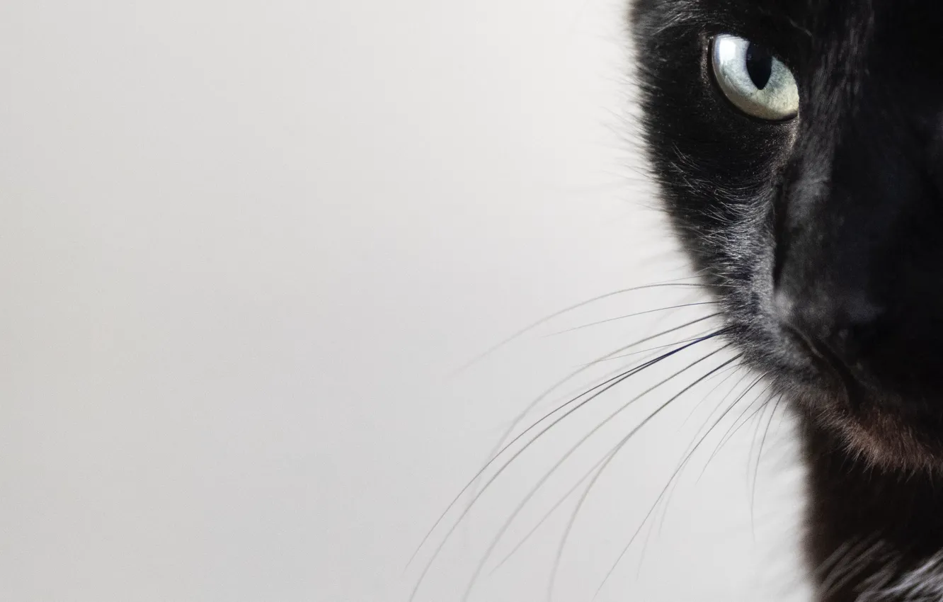 Photo wallpaper cat, cat, animal