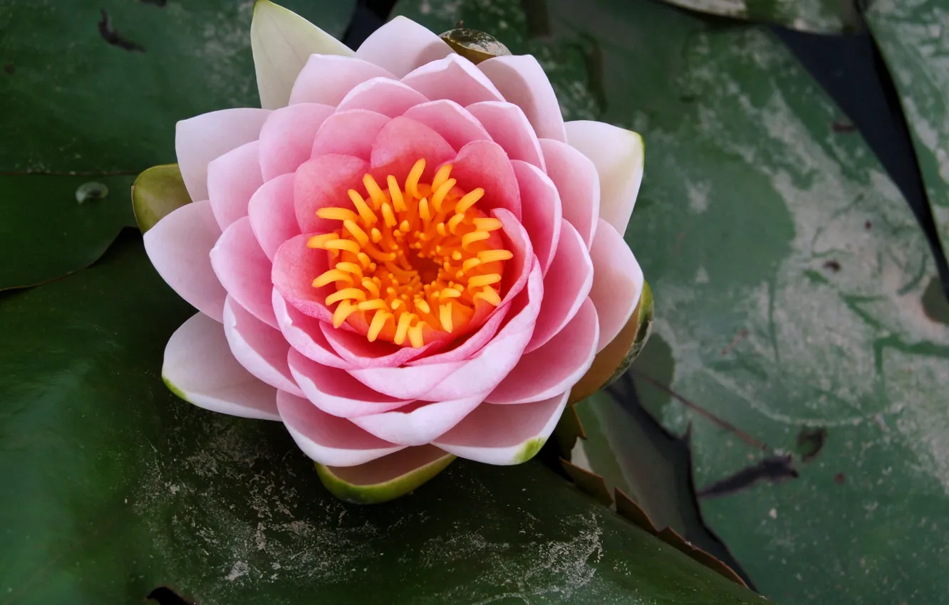 Photo wallpaper petals, Lotus, Lily, pink
