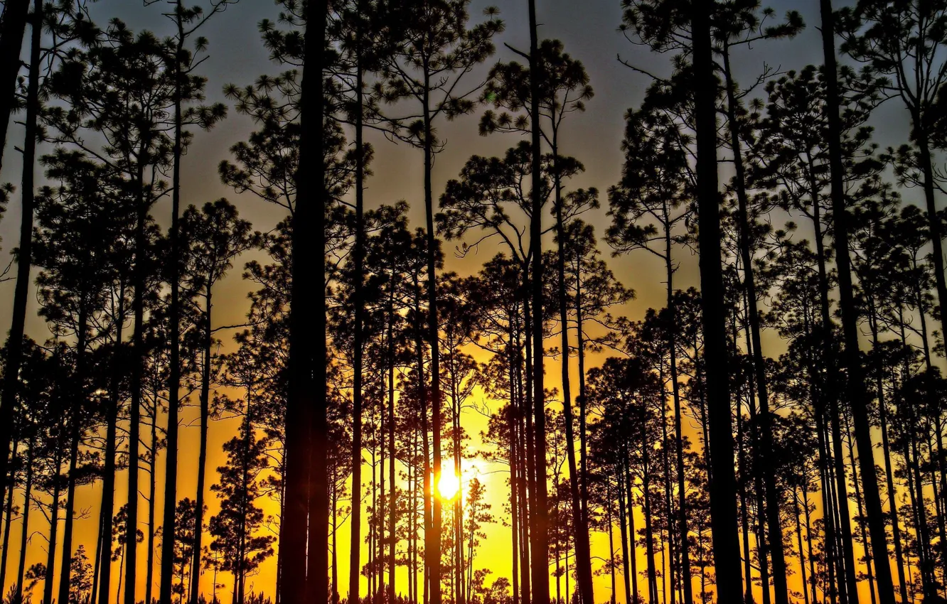 Photo wallpaper forest, the sun, light, trees