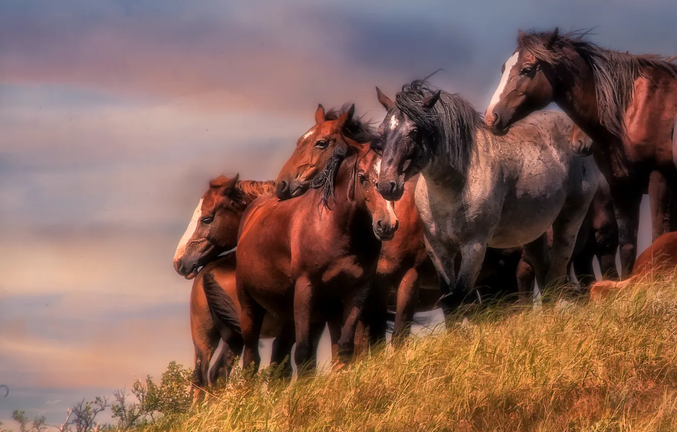 Photo wallpaper horse, horse, the herd