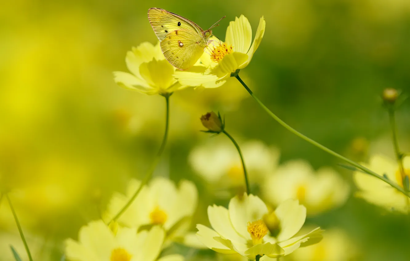 Photo wallpaper summer, macro, light, flowers, background, butterfly, yellow, garden