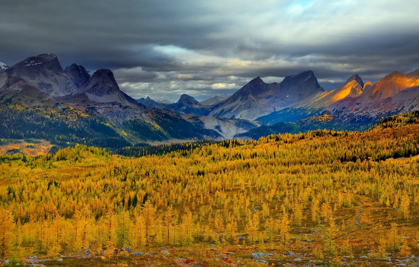 Photo wallpaper forest, Canada, trees, autumn, mountains, Rockies