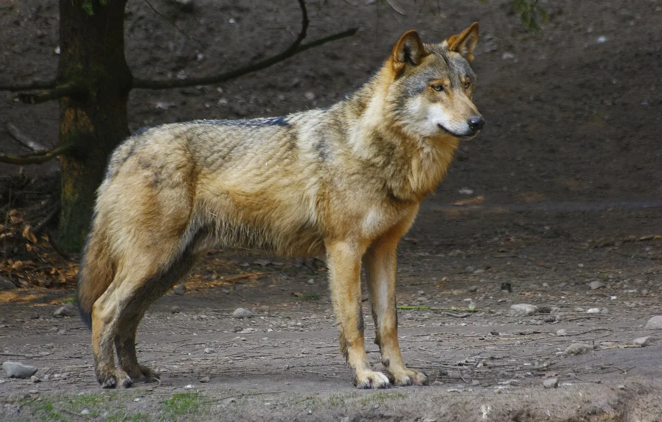 Photo wallpaper Predator, nature, animal, wolf, wildlife, portrait, portrait., Canis lupus. face