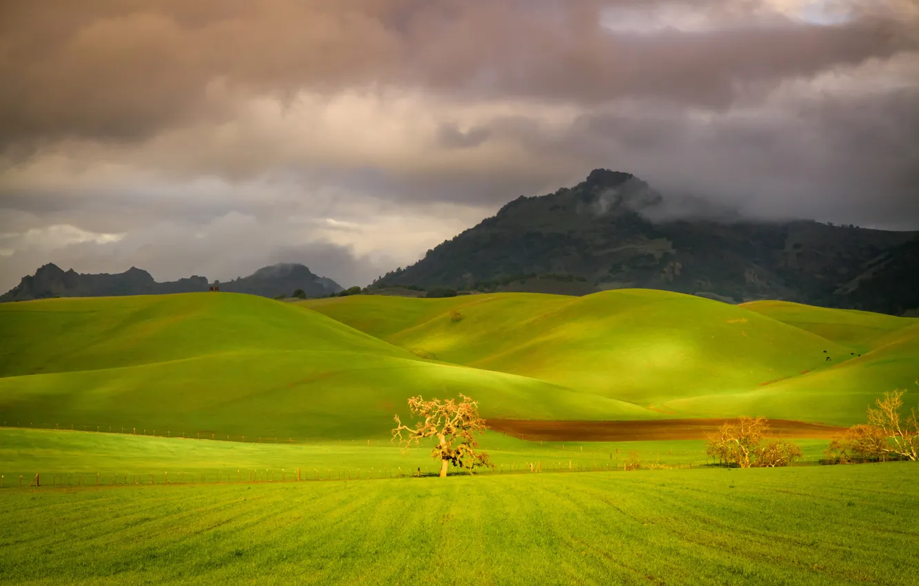 Photo wallpaper field, the sky, grass, trees, mountains, clouds, hills