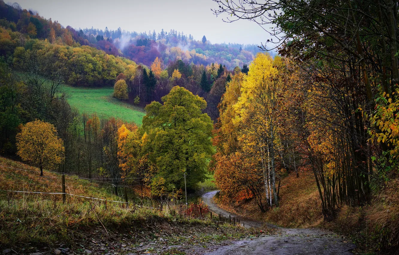Photo wallpaper road, autumn, forest, trees, branches, fog, hills, the descent