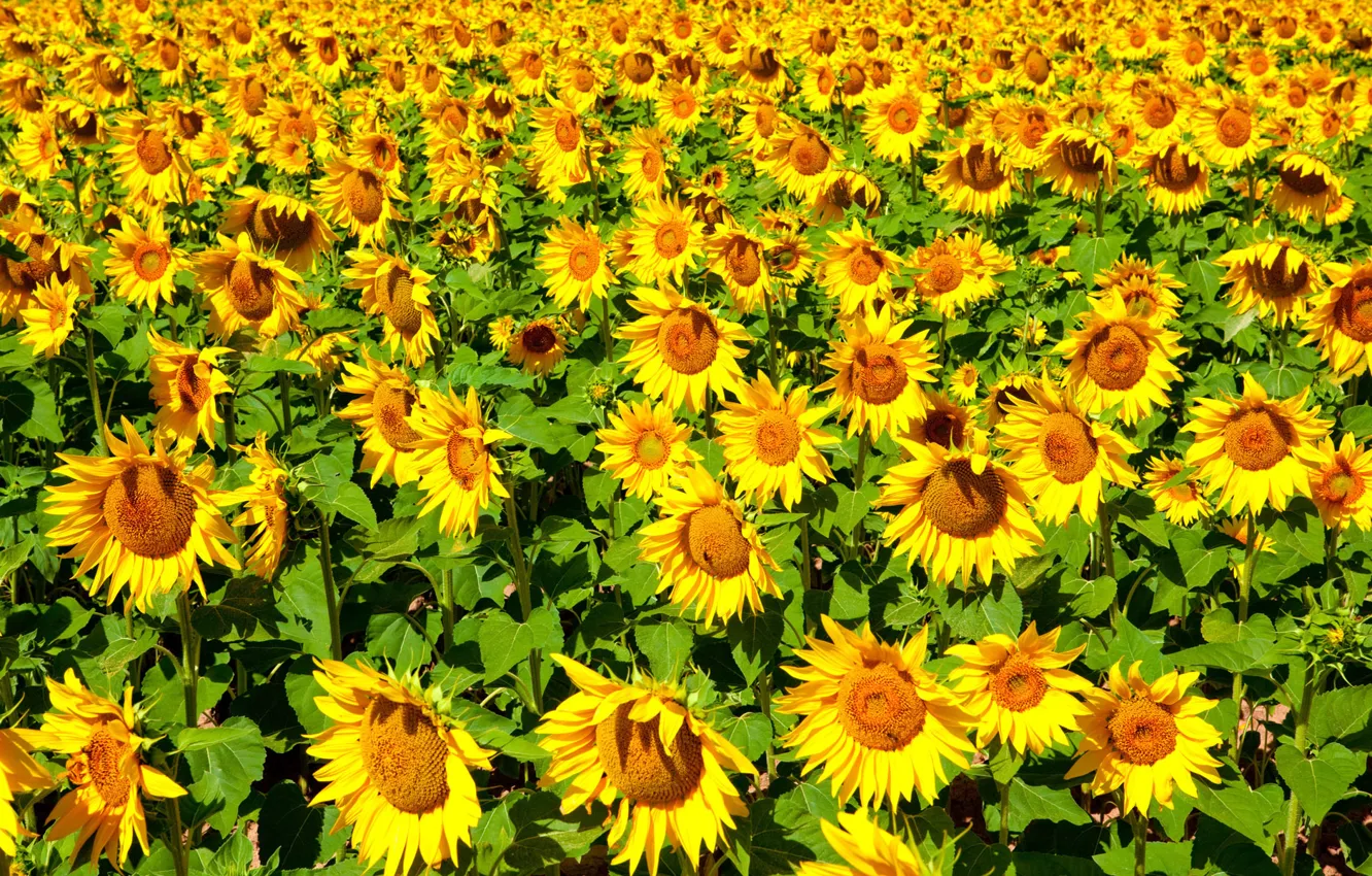 Photo wallpaper flower, summer, the sun, sunflowers, flowers, nature