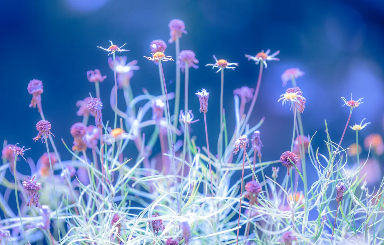 Photo wallpaper field, grass, flowers, nature, meadow
