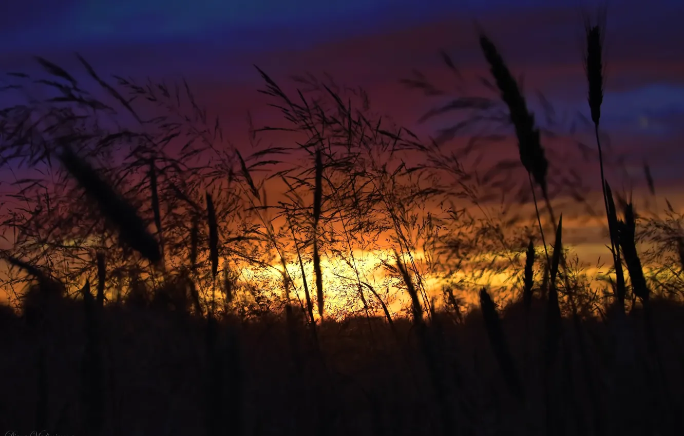 Photo wallpaper summer, sunset, nature