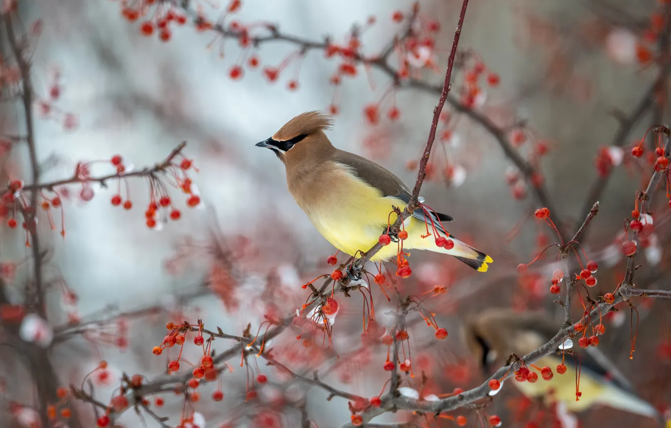 Photo wallpaper winter, snow, birds, branches, berries, background, tree, bird
