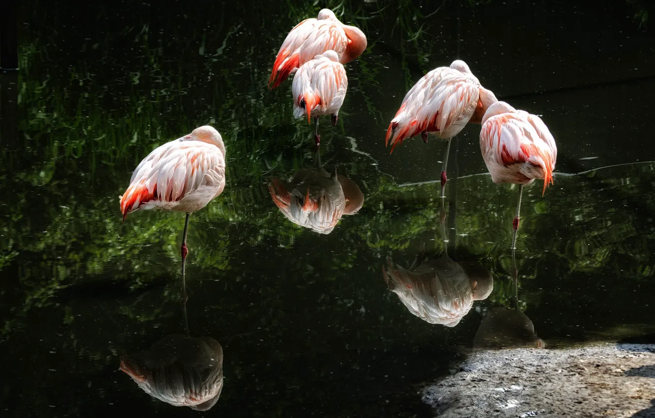 Photo wallpaper water, reflection, bird, pack, Flamingo, pond