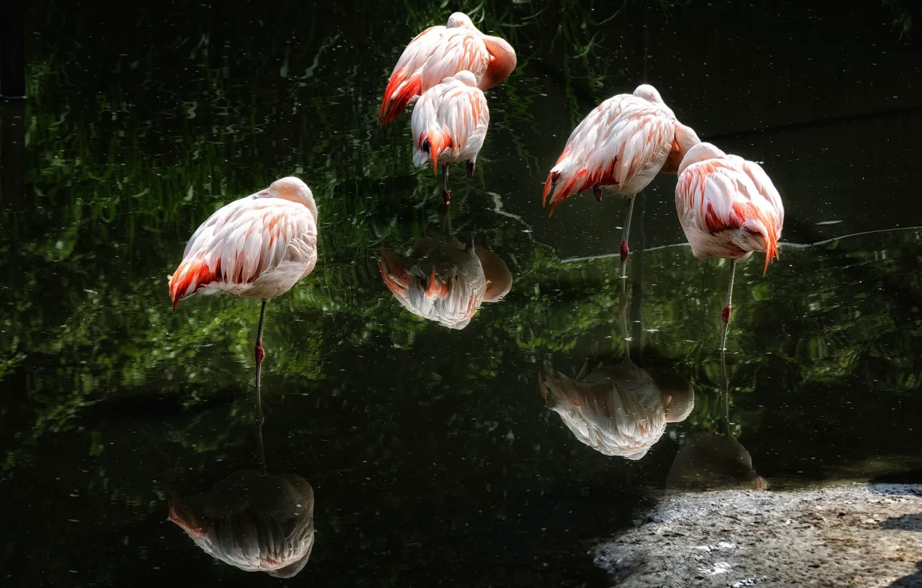 Photo wallpaper water, birds, reflection, pack, Flamingo, pond