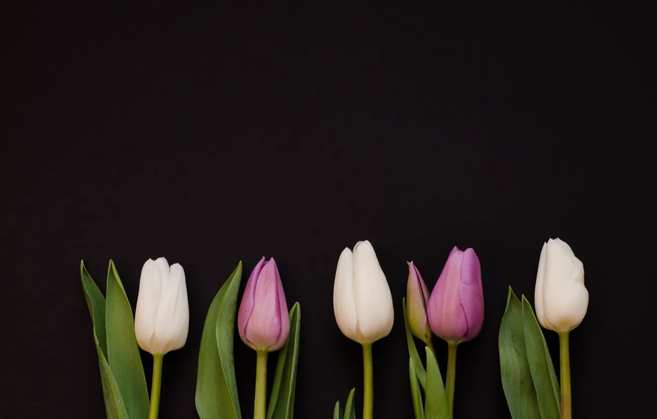 Photo wallpaper flowers, purple, tulips, white, white, flowers, tulips, purple