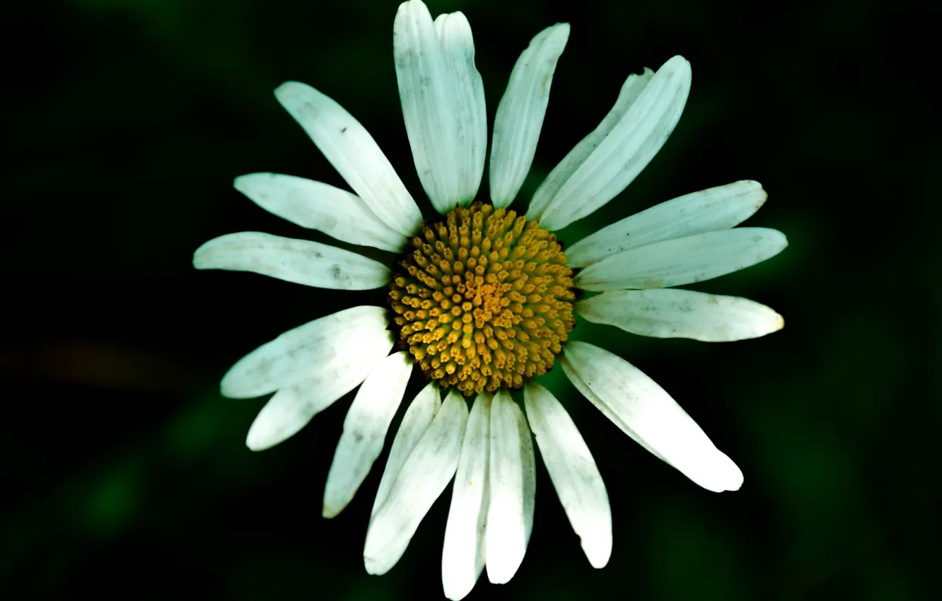 Photo wallpaper flowers, chamomile, flower, flowers, Daisy, chamomile
