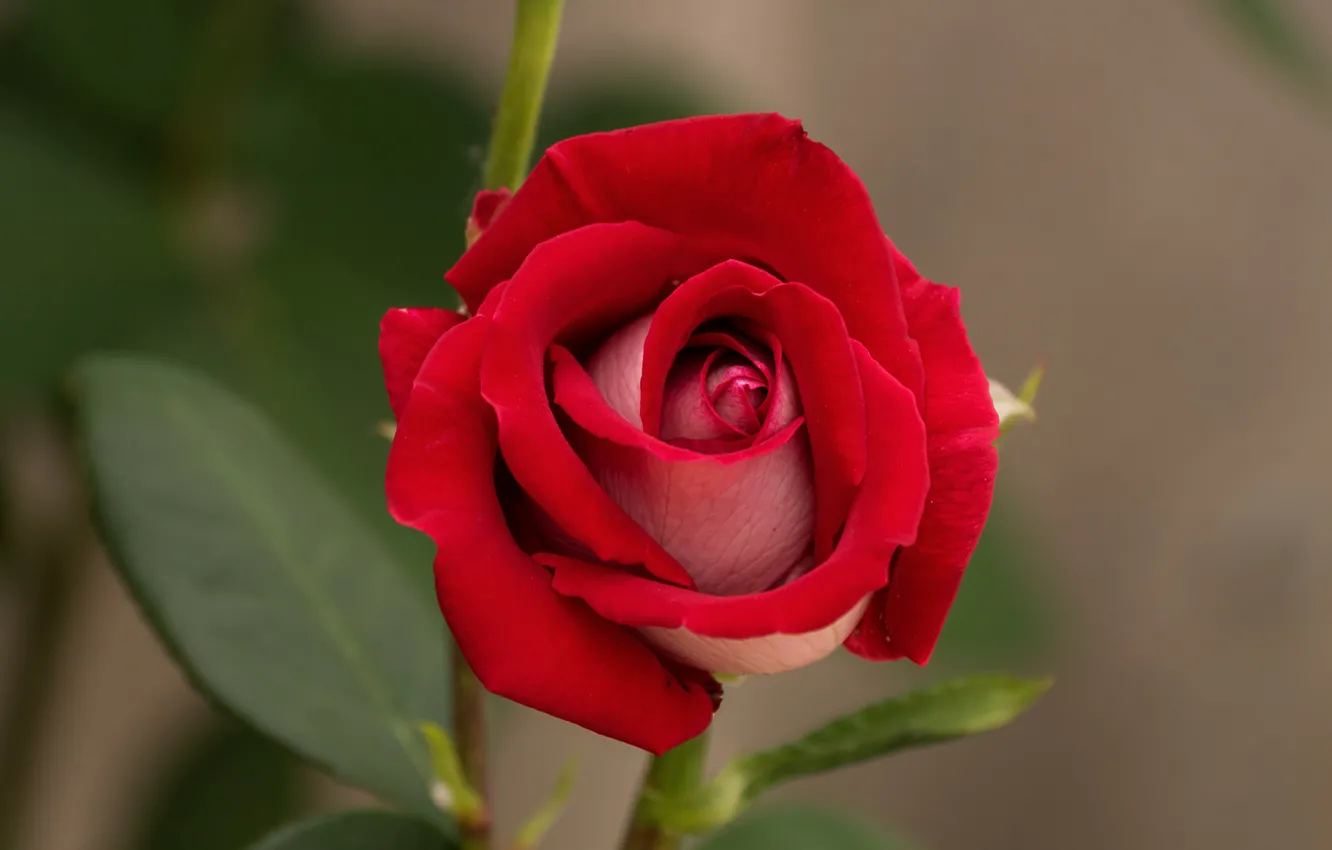 Photo wallpaper rose, red, flowering, bokeh