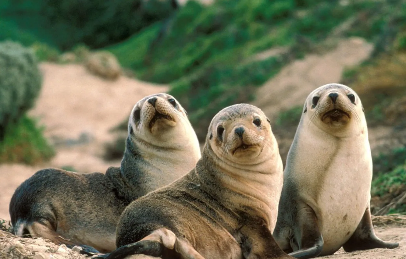 Photo wallpaper water, animal, SEALs