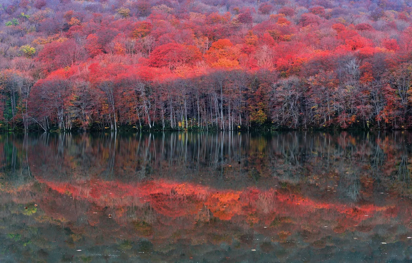 Photo wallpaper autumn, forest, trees, lake, reflection, slope, the crimson