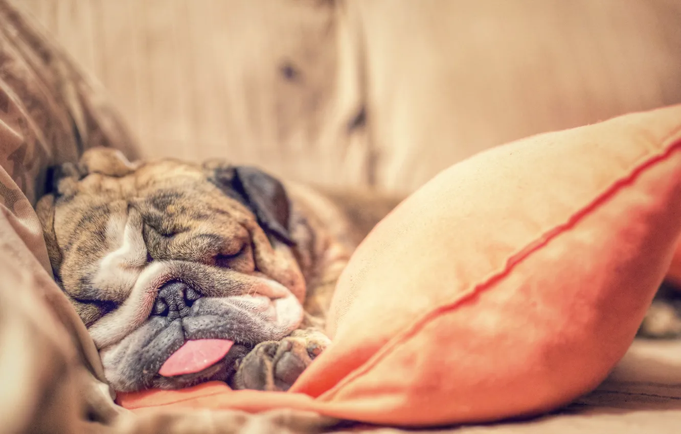 Photo wallpaper comfort, home, dog