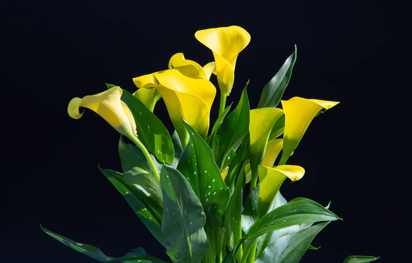 Photo wallpaper leaves, light, flowers, yellow, the dark background, bouquet, Calla lilies