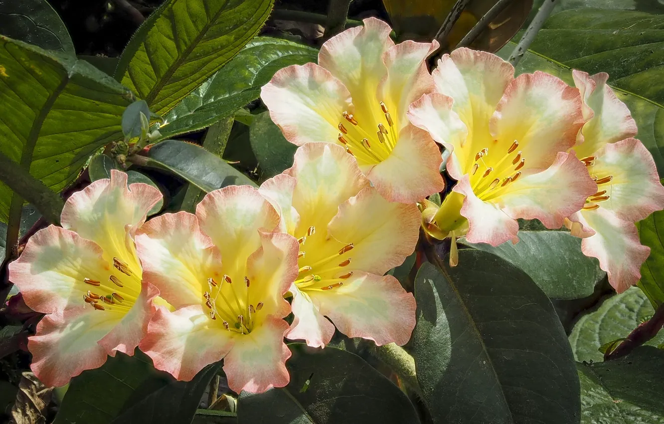 Photo wallpaper macro, Azalea, rhododendrons