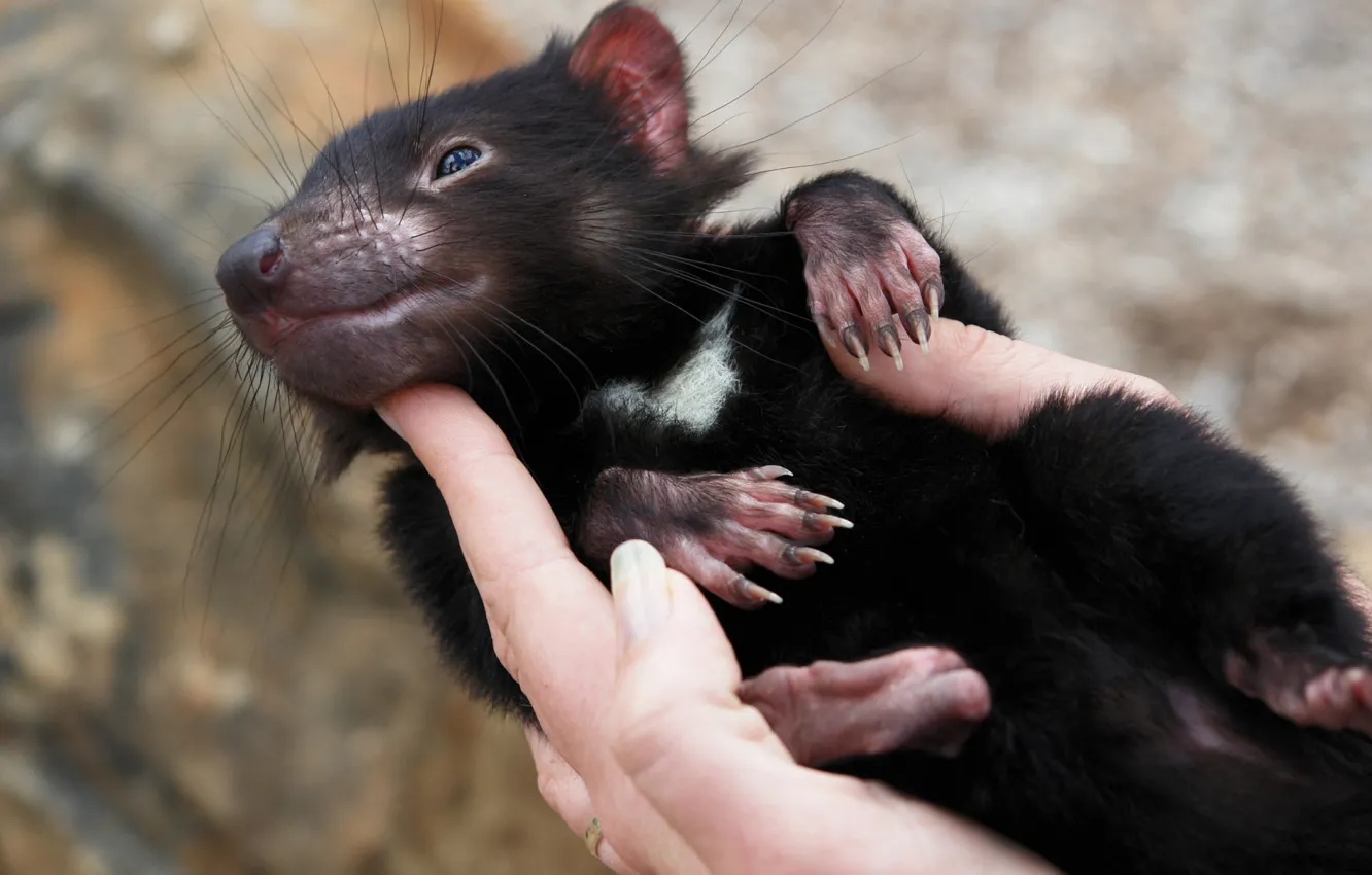 Photo wallpaper devil, animal, baby, cute, Tasmanian