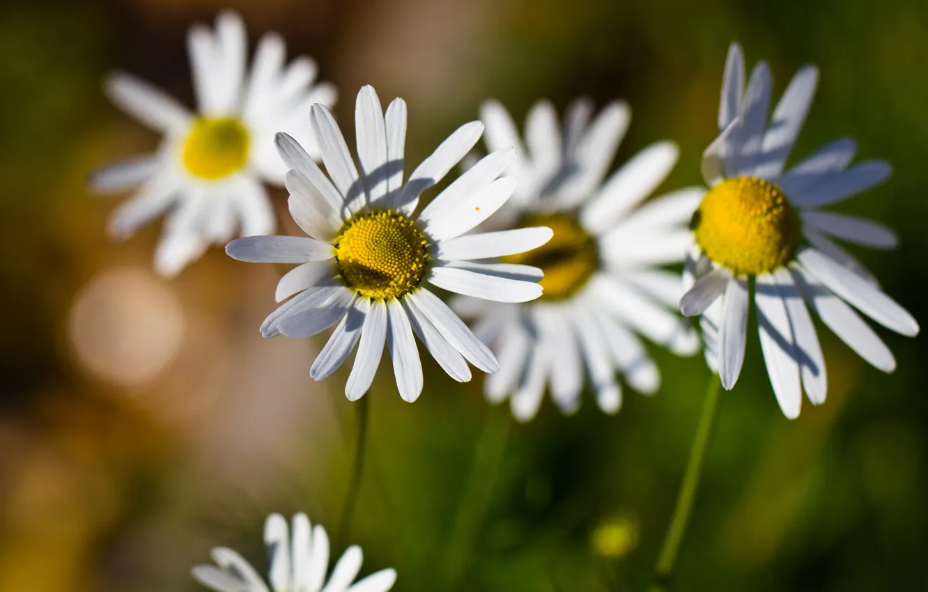 Photo wallpaper summer, flowers, chamomile