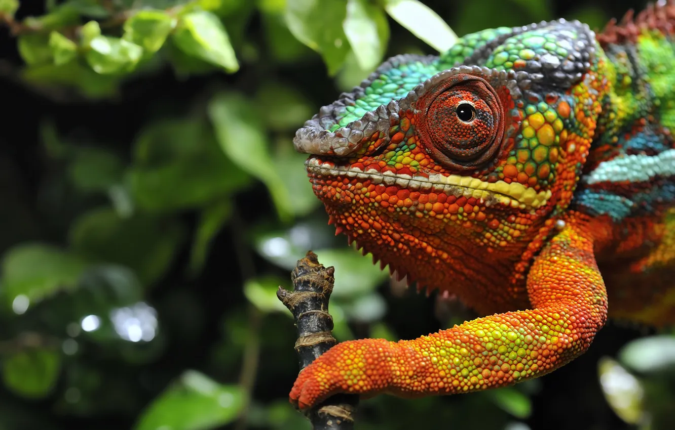 Photo wallpaper macro, chameleon, colorful, bitch