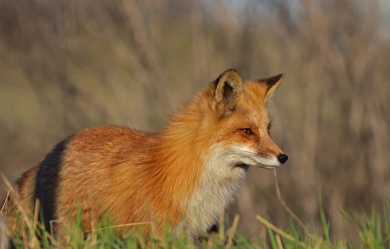 Photo wallpaper Fox, profile, Fox
