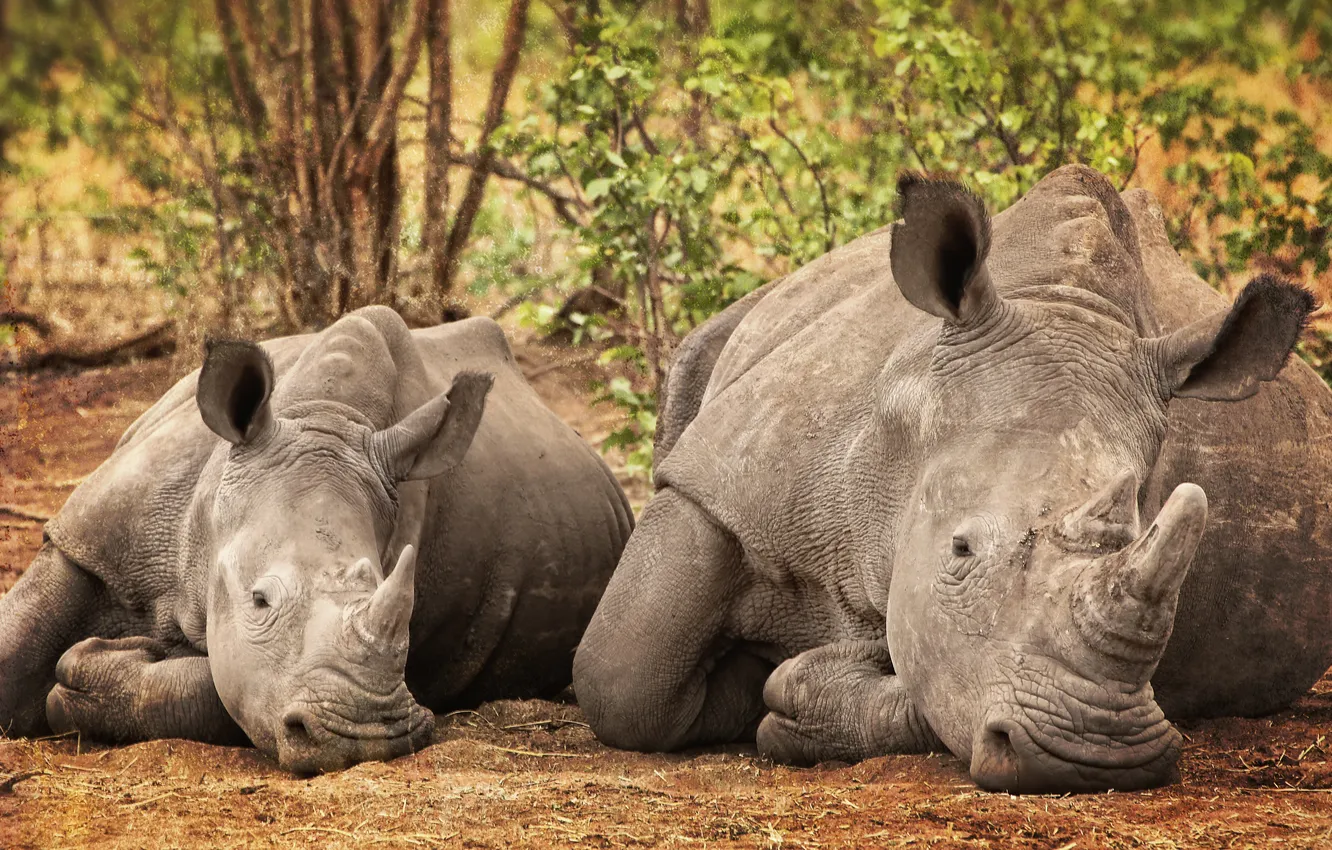 Photo wallpaper nature, background, Rhino