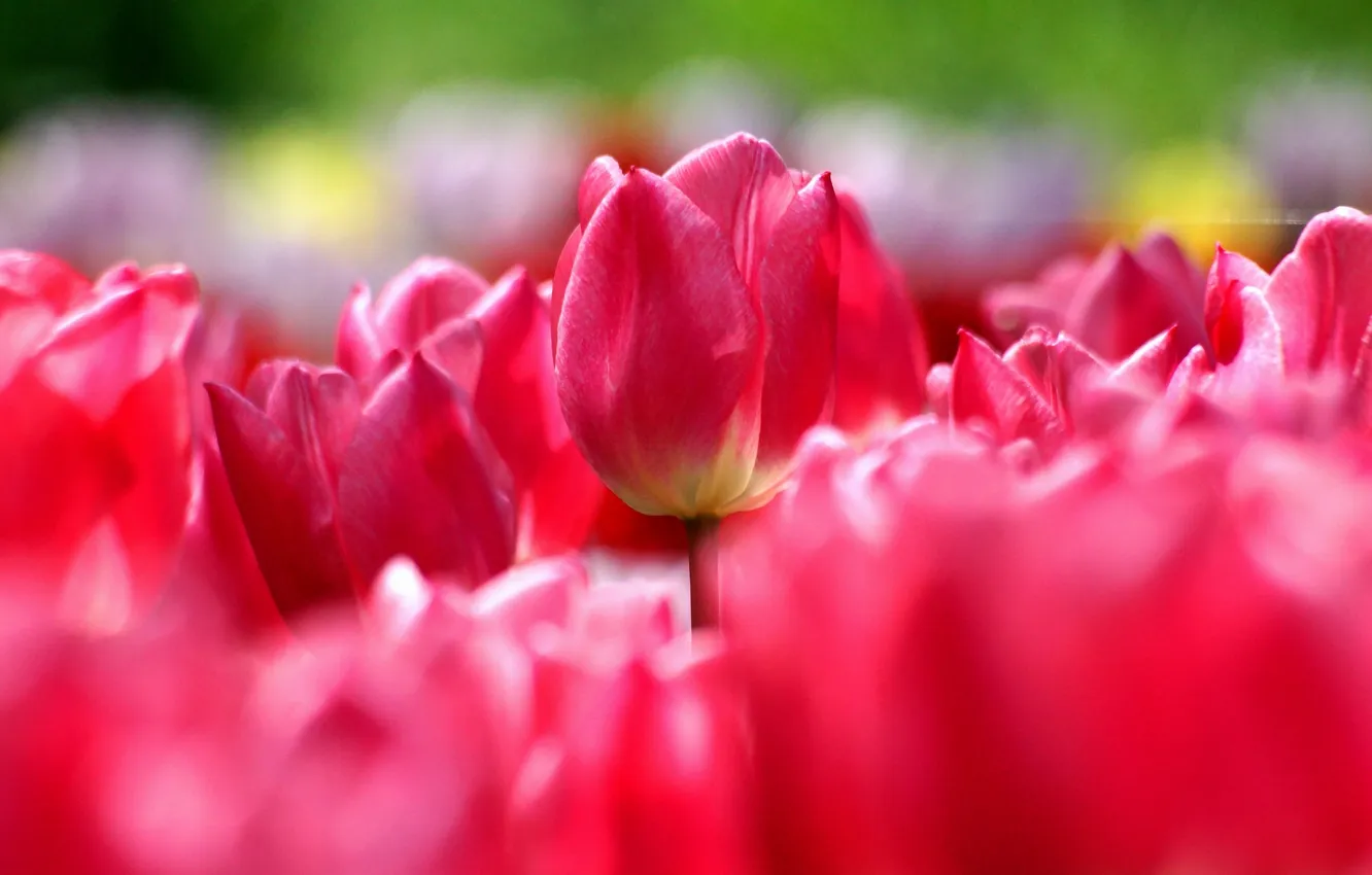 Photo wallpaper spring, tulips, pink, a lot, gossamer