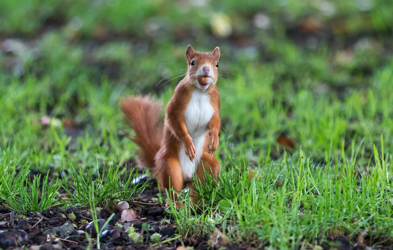 Photo wallpaper nature, pose, protein, nuts, stand, rodent