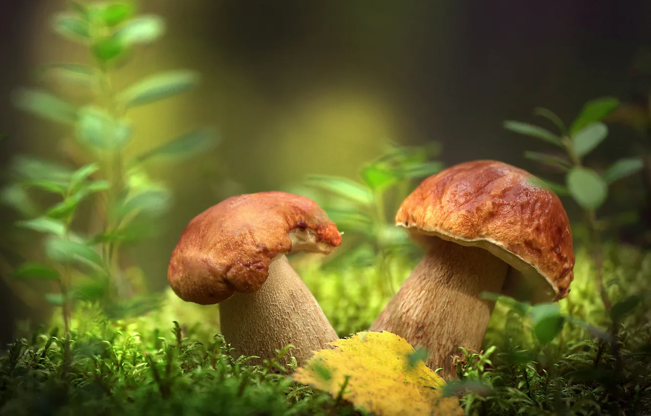 Photo wallpaper autumn, mushrooms, leaf, moss, a couple, clearing, bokeh, white mushrooms
