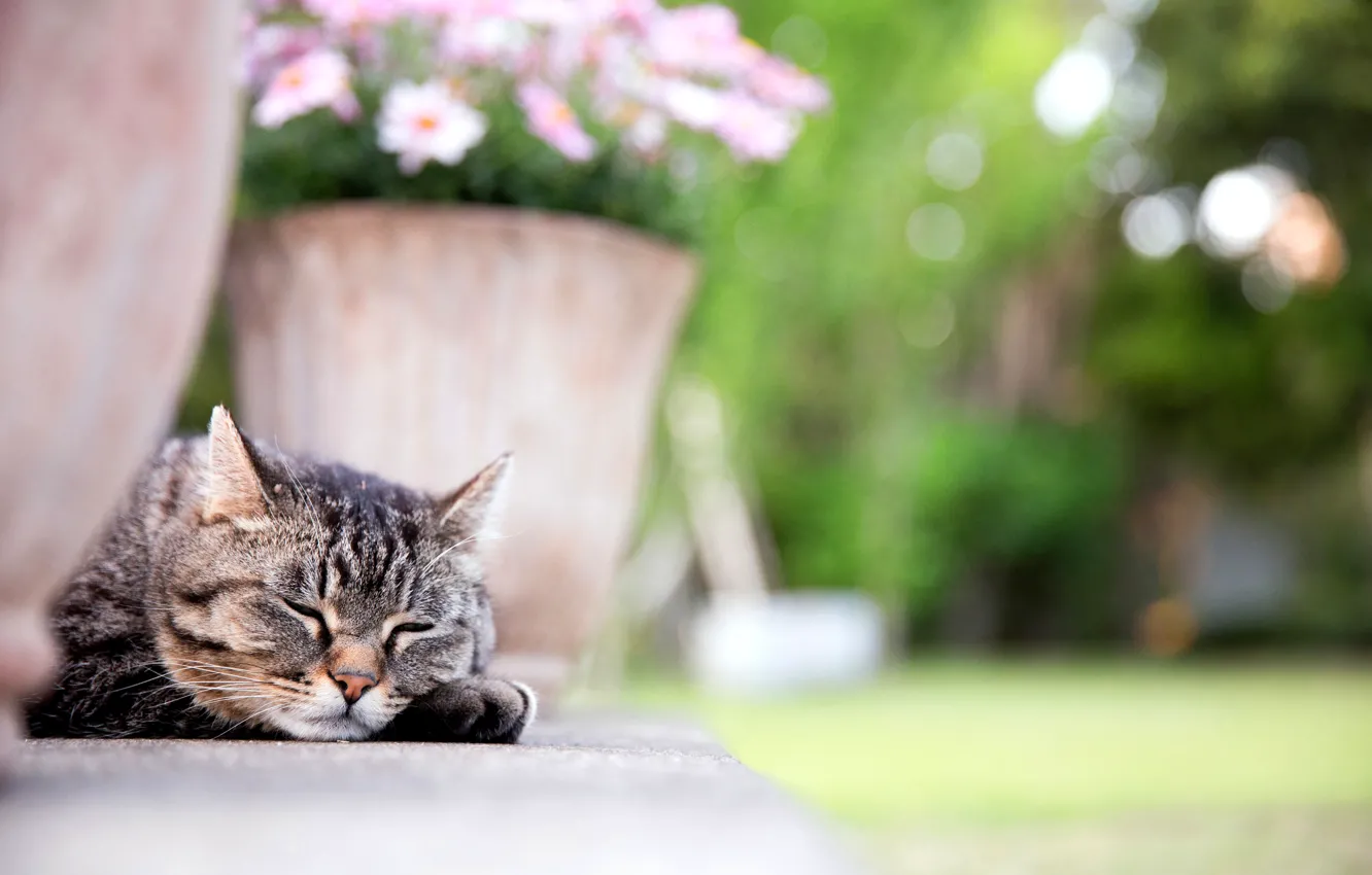 Photo wallpaper cat, cat, face, flowers, paw, sleeping, pot