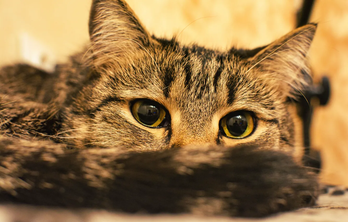Photo wallpaper cat, eyes, cat, look, portrait, tail, lies, face