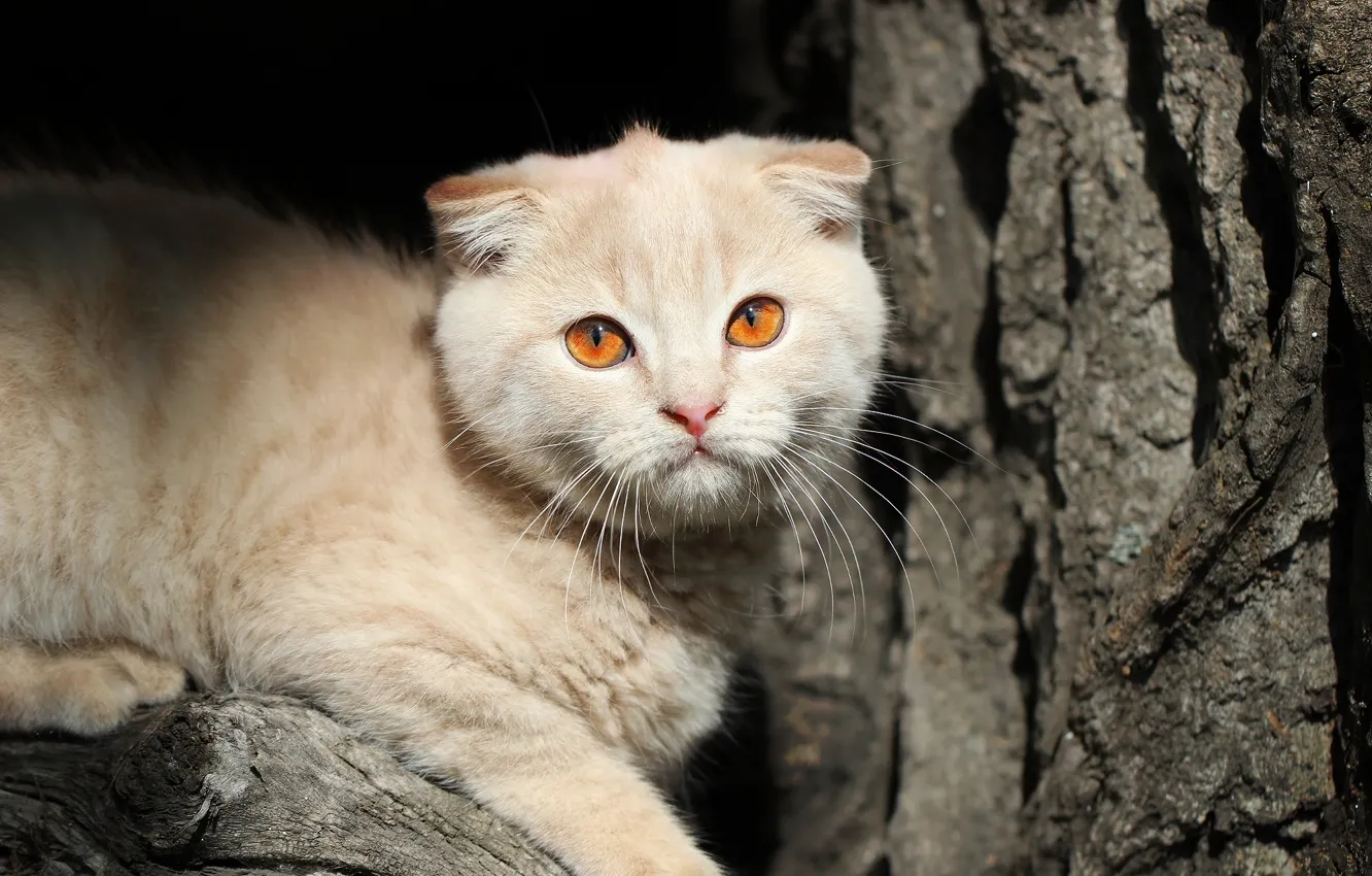 Photo wallpaper kitty, background, tree
