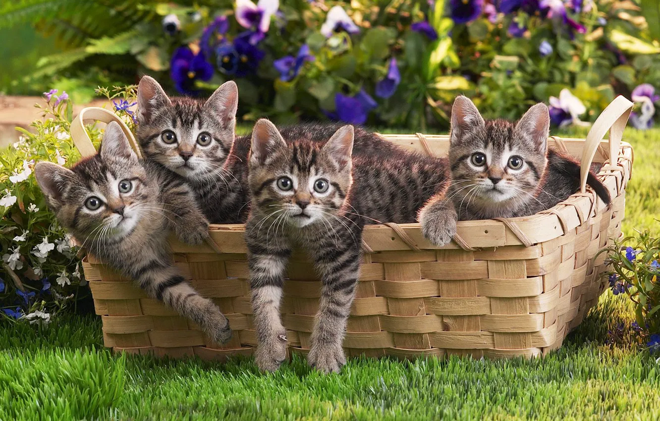 Photo wallpaper grass, basket, kittens