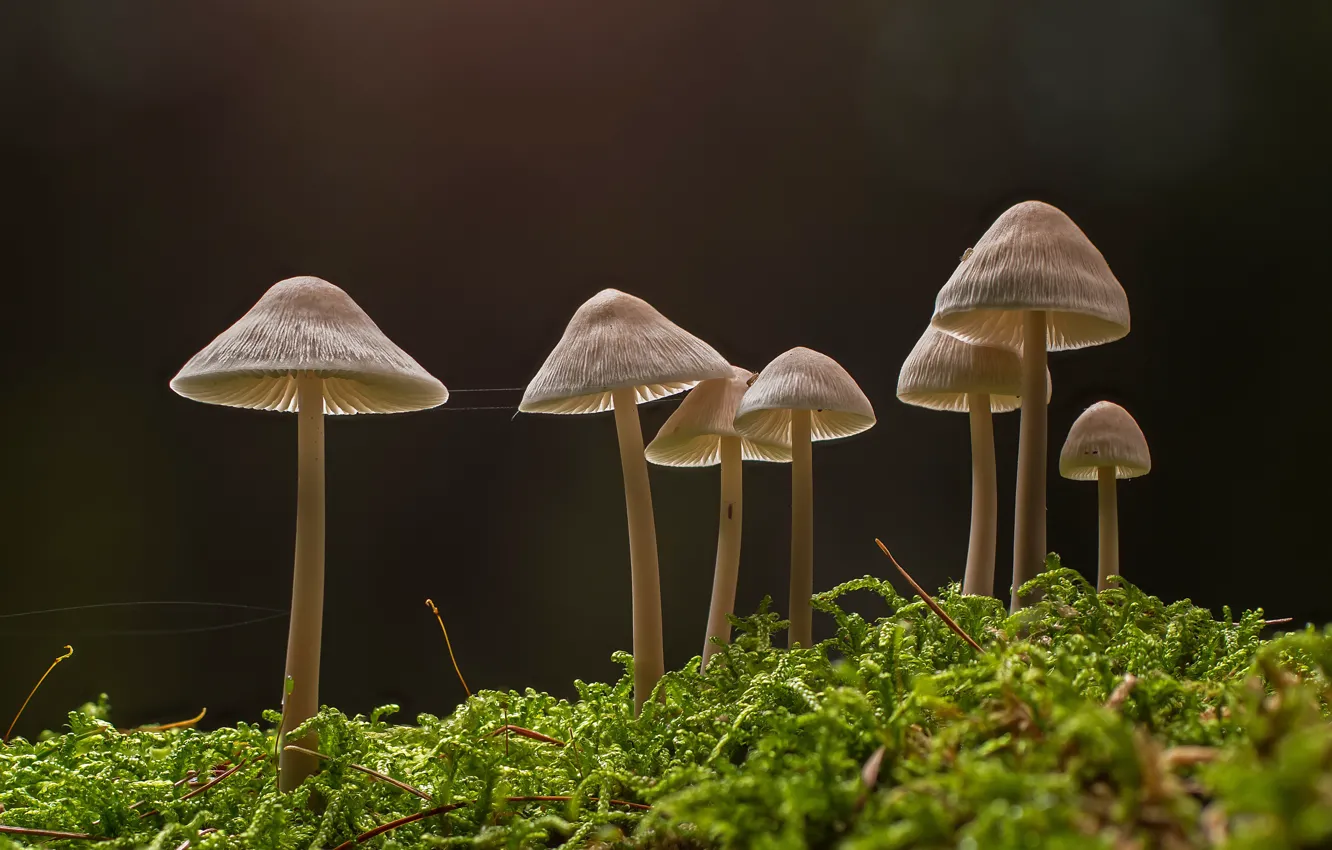 Photo wallpaper forest, mushrooms, moss, baby