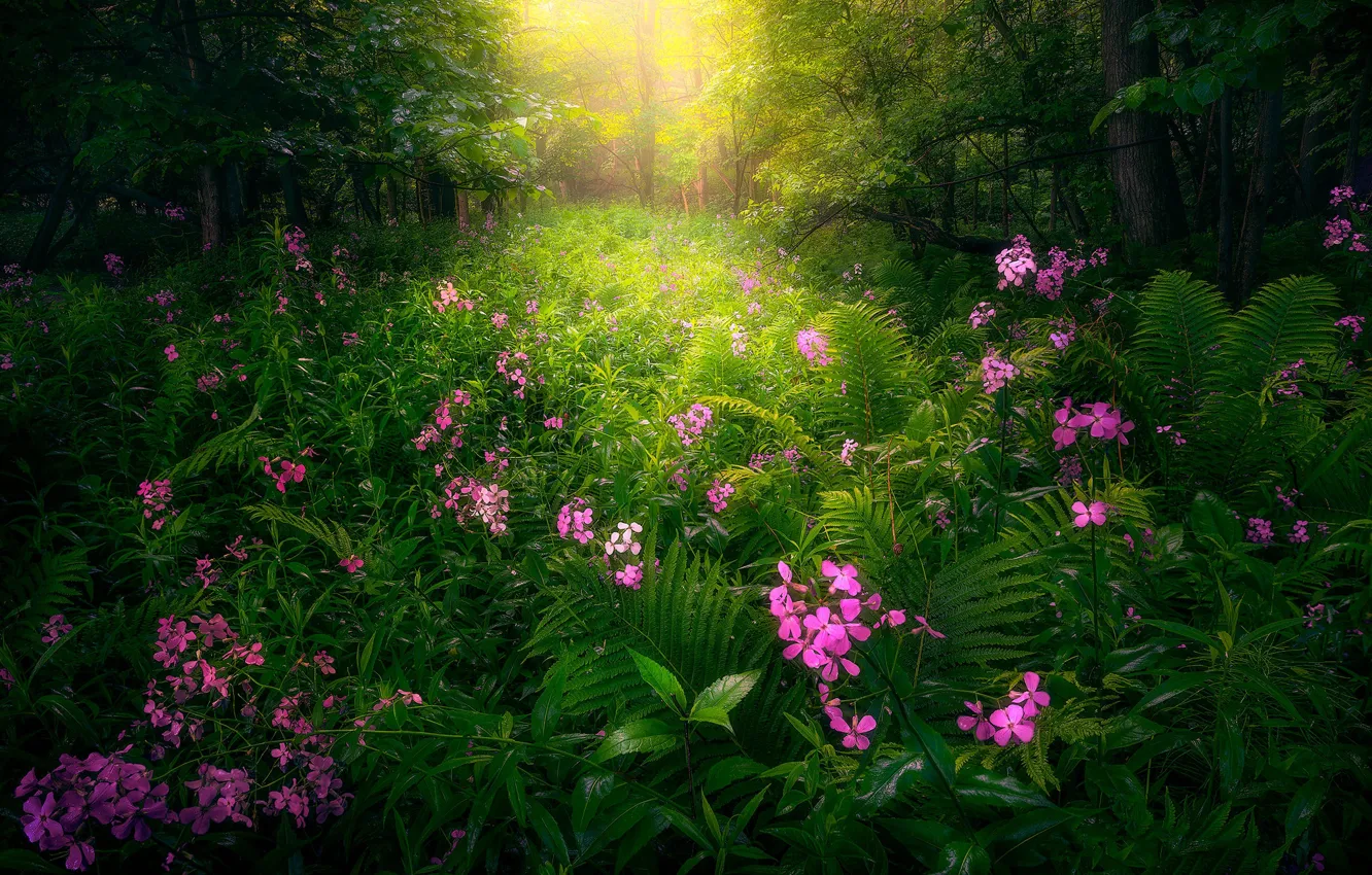 Photo wallpaper greens, forest, flowers, thickets, pink, fern, Phlox