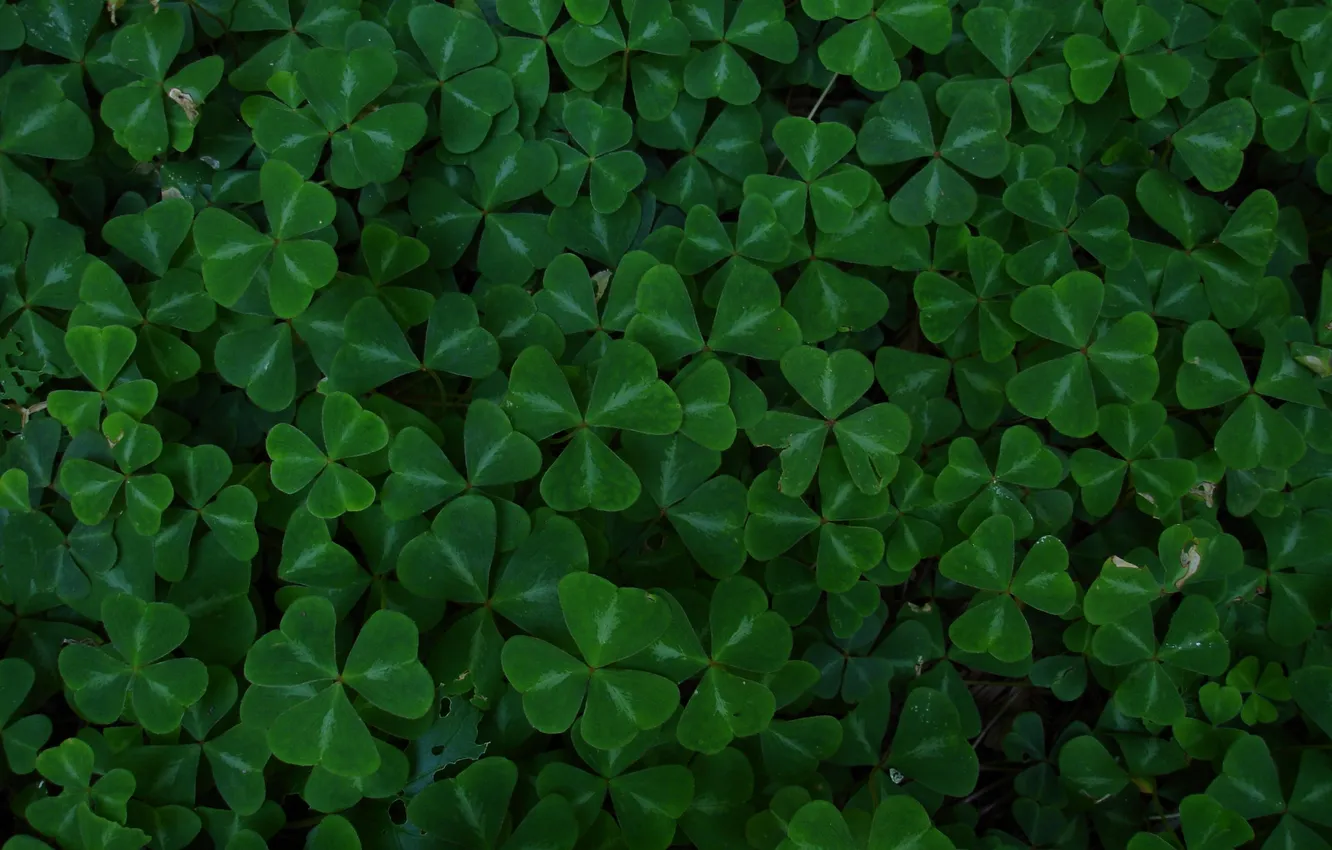 Photo wallpaper leaves, clover, green background