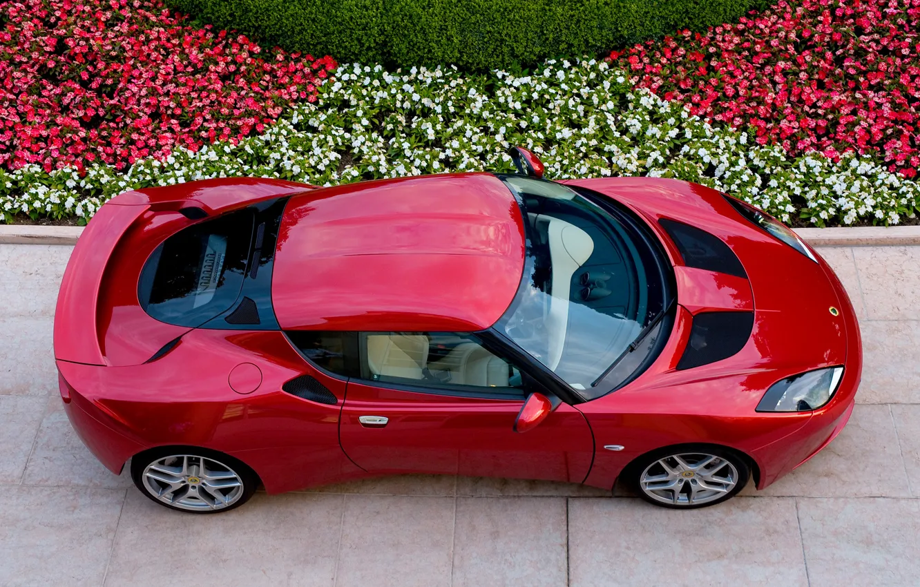 Photo wallpaper Lotus, flowerbed, Evora, the view from the top