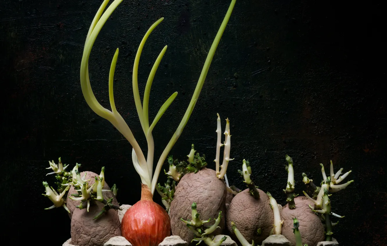 Photo wallpaper Rostock, bow, potatoes