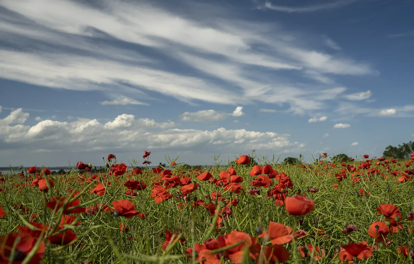 Photo wallpaper field, summer, the sky, clouds, flowers, red, blue, Maki
